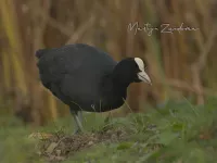 Kraanvogelachtigen [Gruiformes]